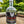 Load image into Gallery viewer, Island Coast ‘Tasmanian Leatherwood Honey Infused’ Vodka