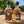 Load image into Gallery viewer, 200ml Island Coast Whisky limited release