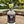 Load image into Gallery viewer, Island Coast ‘Tasmanian Leatherwood Honey Infused’ Vodka