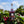 Load image into Gallery viewer, Haskap Berry Gin
