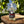 Load image into Gallery viewer, Lime Vodka
